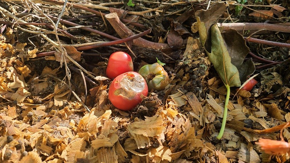 Nyamilima : une mystérieuse maladie décime les champs de tomates à Binza