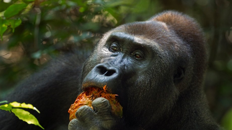 CONSORTIUM  MAZINGIRA BORA . Communiqué N° CMB 01 /2022